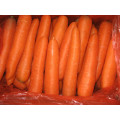 2015 Nuevo Crop Good Delicious / Top Quality / Fresh Carrot (grado M)